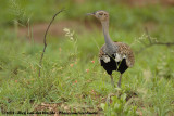 Zuid-Afrikaanse Kuiftrap / Red-Crested Korhaan