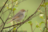 Ratelgraszanger / Rattling Cisticola