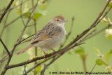 Ratelgraszanger / Rattling Cisticola
