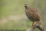 Natalfrankolijn / Natal Francolin