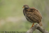 Natalfrankolijn / Natal Francolin