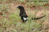 Eksterklauwier / Magpie Shrike