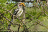 Zuidelijke Geelsnaveltok / Southern Yellow-Billed Hornbill