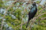 Grote Glansspreeuw / Burchell's Starling
