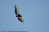Bateleur / Bateleur