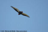 Bateleur / Bateleur