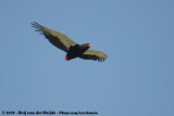 Bateleur / Bateleur