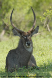 Gewone Waterbok / Common Waterbuck