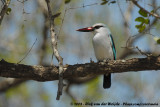 Senegalijsvogel / Woodland Kingfisher