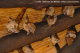Peters Epaulettenvleerhond / Peters Epaulet Fruit Bat