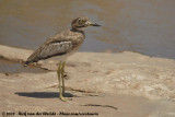 Watergriel / Water Thick-Knee