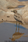 Watergriel / Water Thick-Knee
