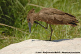 Hamerkop / Hamerkop