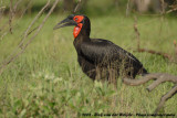 Zuidelijke Hoornraaf / Southern Ground Hornbill