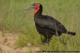 Zuidelijke Hoornraaf / Southern Ground Hornbill