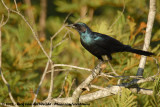 Grote Glansspreeuw / Burchells Starling