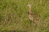 Zuid-Afrikaanse Kuiftrap / Red-Crested Korhaan