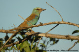 Scharrelaar / European Roller