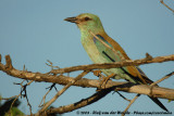 Scharrelaar / European Roller