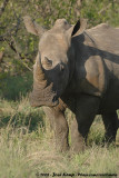 Breedlipneushoorn / Square-Lipped Rhinoceros