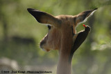Roodsnavelossenpikker / Red-Billed Oxpecker