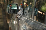 Zuidelijke Roodsnaveltok / Southern Red-Billed Hornbill