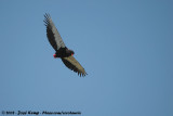 Bateleur / Bateleur