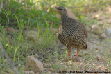 Natalfrankolijn / Natal Francolin
