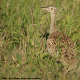 Zuid-Afrikaanse Kuiftrap / Red-Crested Korhaan