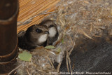 Huisgierzwaluw / Little Swift