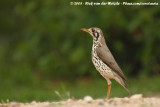 Acacialijster / Groundscraper Thrush