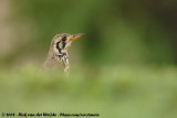 Acacialijster / Groundscraper Thrush