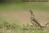 Acacialijster / Groundscraper Thrush