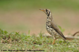 Acacialijster / Groundscraper Thrush