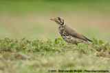 Acacialijster / Groundscraper Thrush