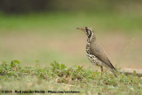Acacialijster / Groundscraper Thrush