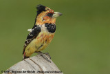 Kuifbaardvogel / Crested Barbet
