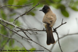 Geelstuitbuulbuul / Dark-Capped Bulbul