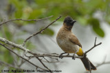 Geelstuitbuulbuul / Dark-Capped Bulbul