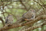 Treurtortel / African Mourning Dove