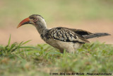 Zuidelijke Roodsnaveltok / Southern Red-Billed Hornbill