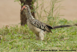 Zuidelijke Roodsnaveltok / Southern Red-Billed Hornbill