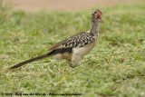 Zuidelijke Roodsnaveltok / Southern Red-Billed Hornbill