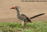 Zuidelijke Roodsnaveltok / Southern Red-Billed Hornbill