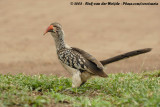 Zuidelijke Roodsnaveltok / Southern Red-Billed Hornbill