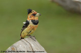 Kuifbaardvogel / Crested Barbet