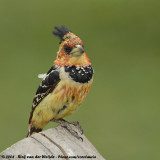 Kuifbaardvogel / Crested Barbet