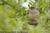 Zuidelijke Grijskopmus / Southern Grey-Headed Sparrow
