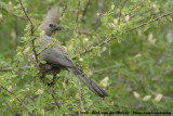 Vale Toerako / Grey Go-Away-Bird