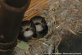 Huisgierzwaluw / Little Swift